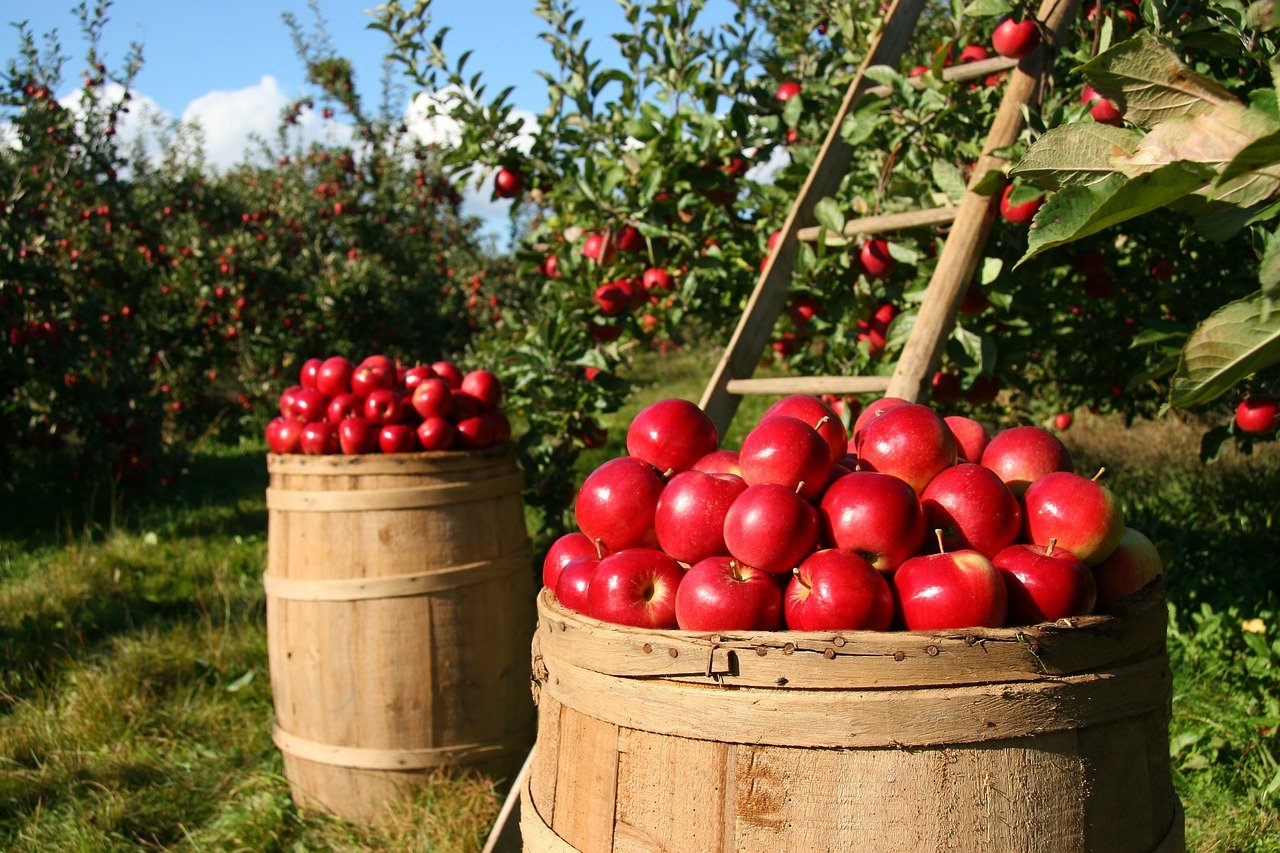 alma, almaecet, természetes gyógymódok